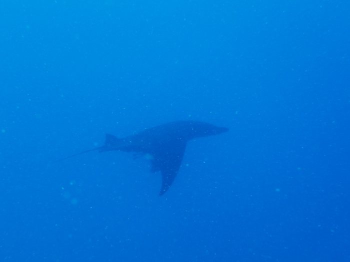Mobula alfredi