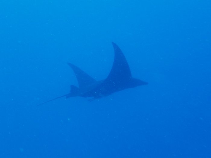 Mobula alfredi