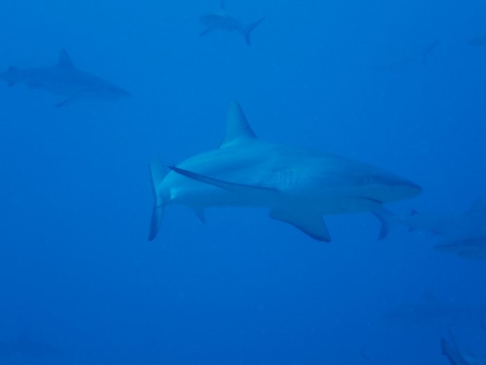 Carcharhinus amblyrhynchos