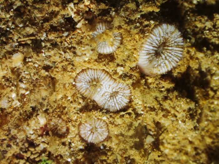 Cnidaires