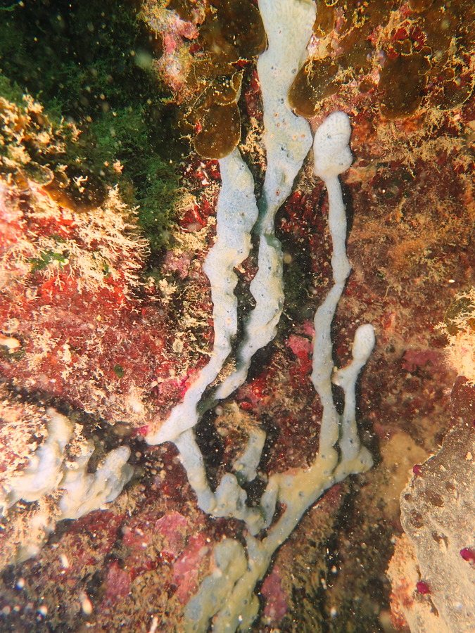 Éponges