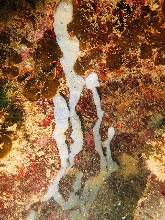 Éponges