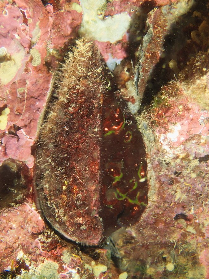 Mollusques