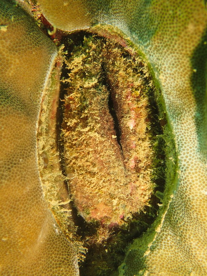 Mollusques
