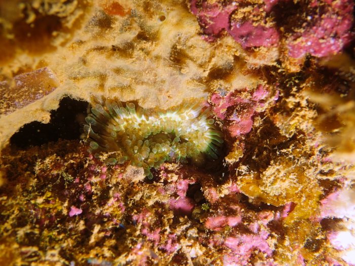 Anémone de mer