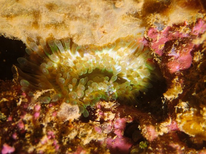 Anémone de mer