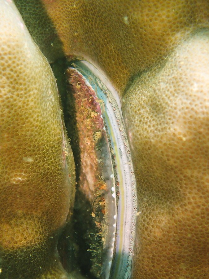 Mollusques