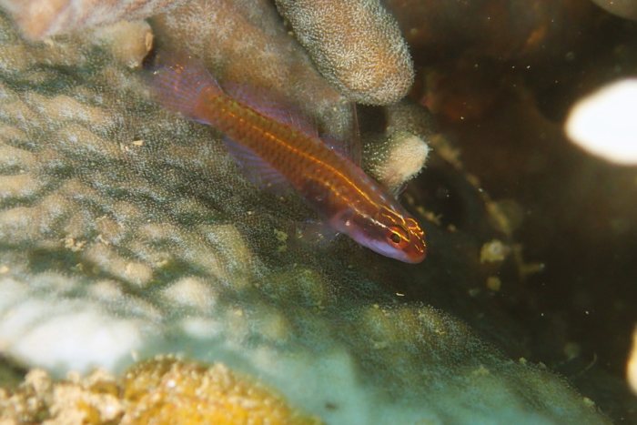 Poissons osseux