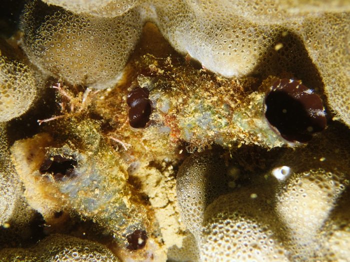 Microcosmus sp.