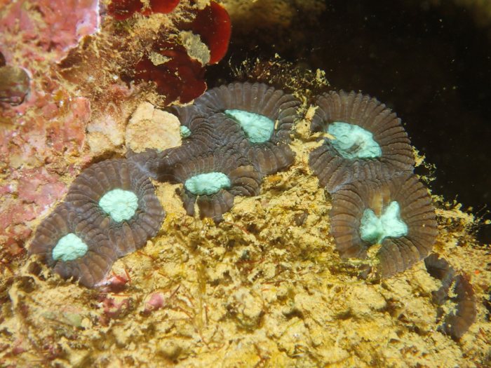 Cnidaires