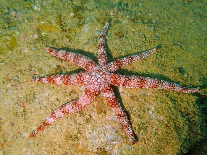 Nardoa gomophia