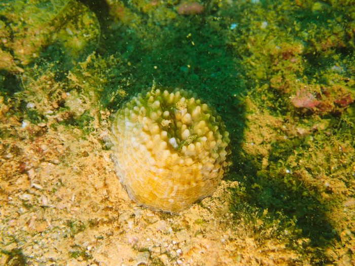 Cnidaires