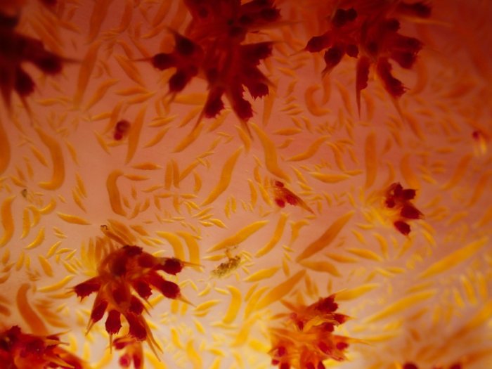 Dendronephthya sp.