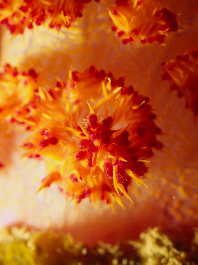 Dendronephthya sp.
