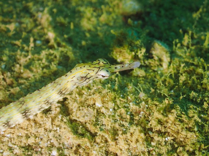 Poisson-pipe