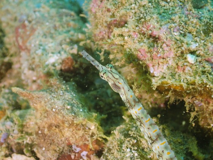 Poisson-pipe