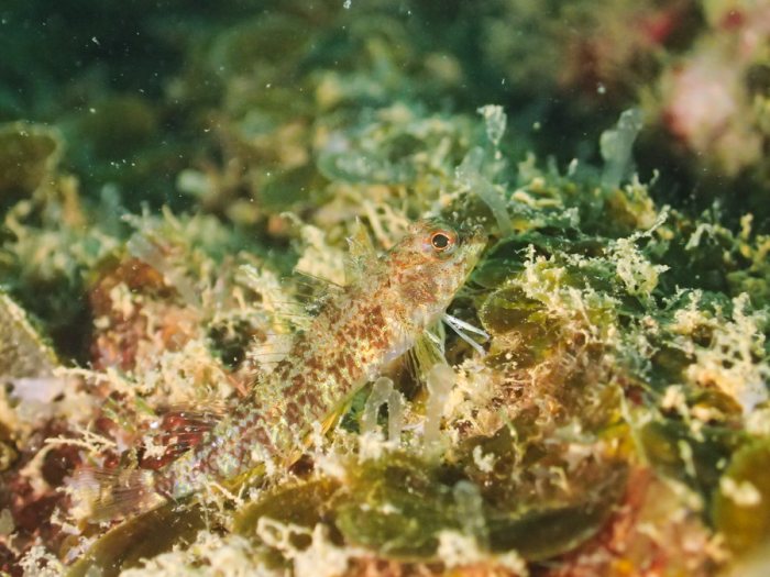 Poisson à trois nageoires