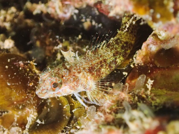 Poisson à trois nageoires