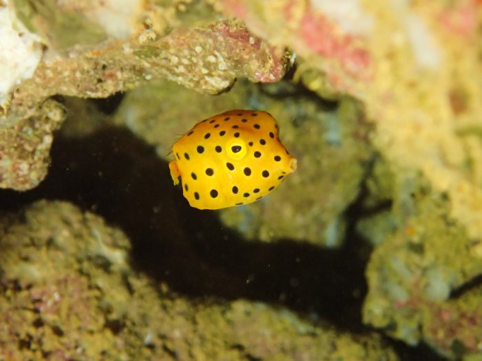 Ostracion cubicus