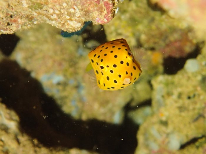 Ostracion cubicus