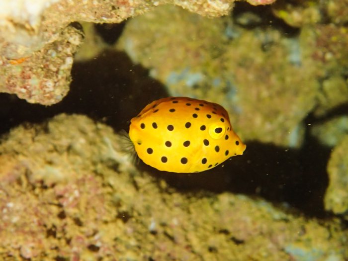 Ostracion cubicus
