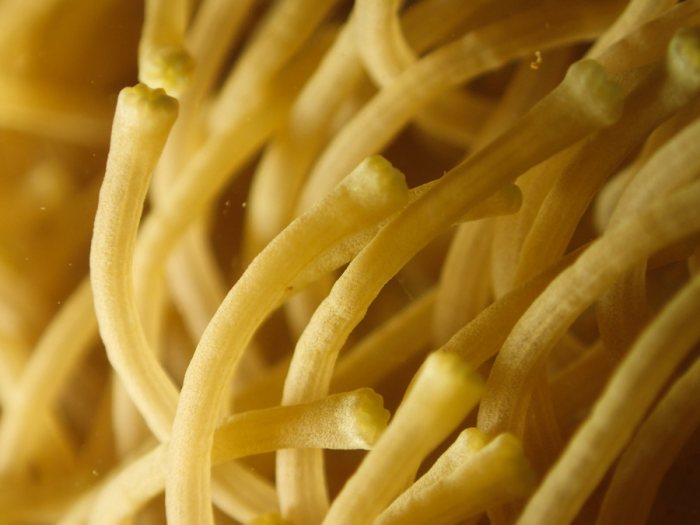 Cnidaires