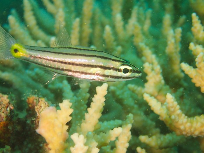 Cheilodipterus quinquelineatus