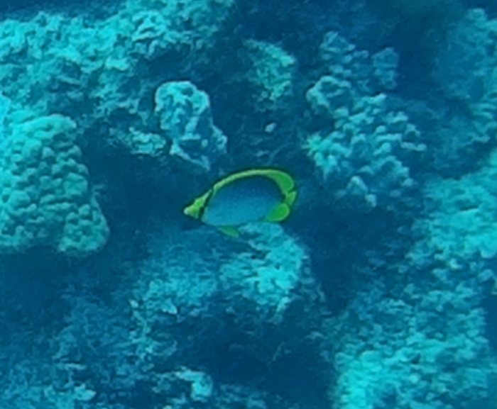 Chaetodon melannotus