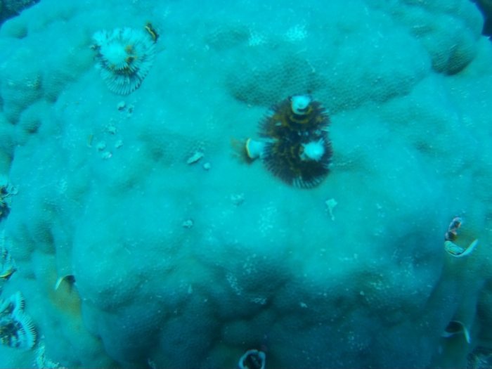 Spirobranchus corniculatus