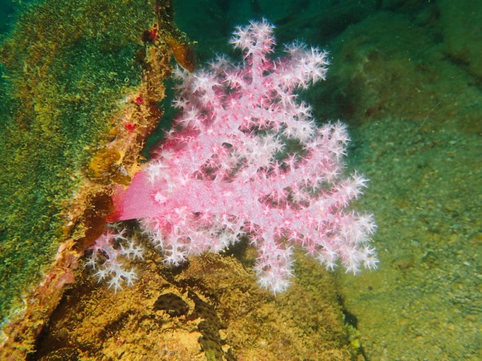 Dendronephthya sp.