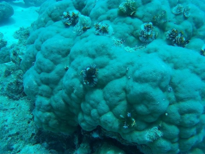 Spirobranchus corniculatus