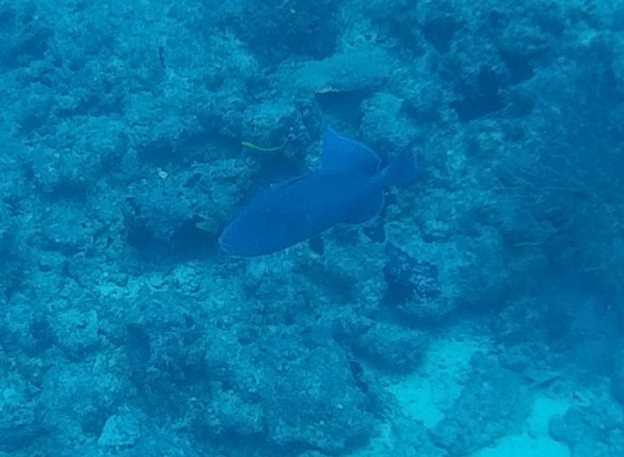 Odonus niger