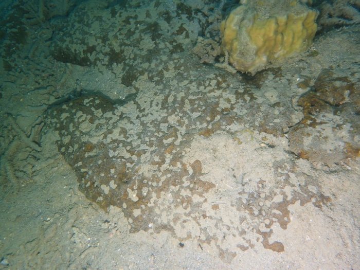 Éponges