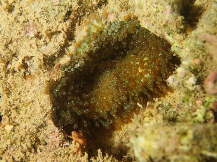 Anémone de mer