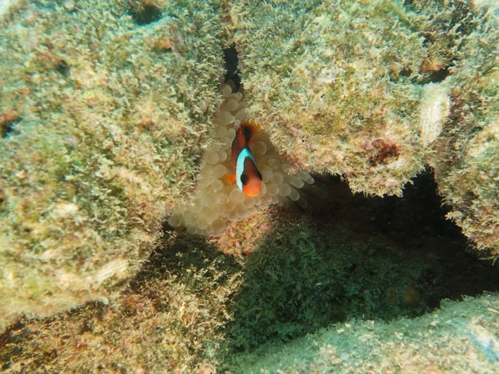 Amphiprion melanopus