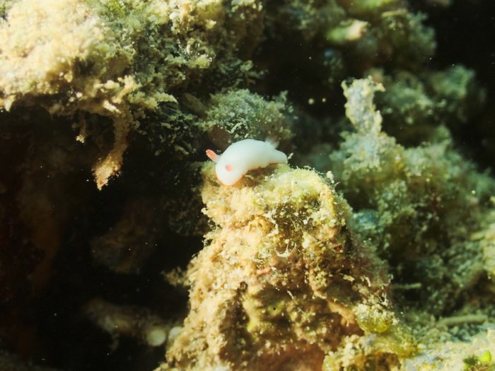 Goniobranchus preciosa