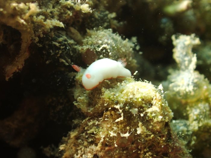 Goniobranchus preciosa
