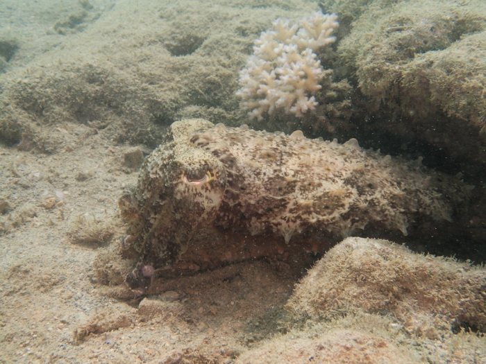 Seiche (Sepia latimanus)