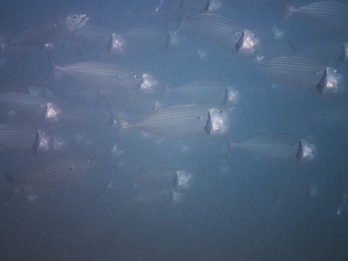 Poissons osseux