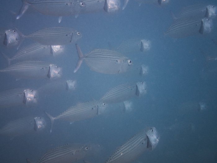 Poissons osseux