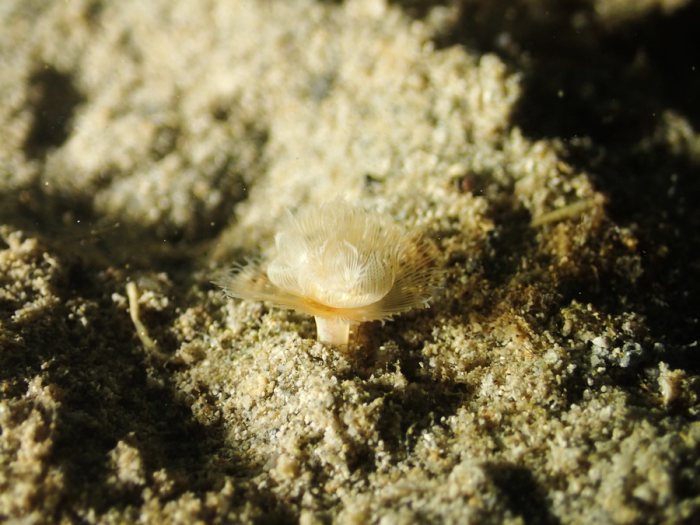 Phoronopsis sp.
