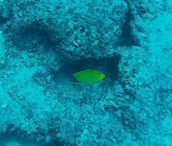 Forcipiger flavissimus
