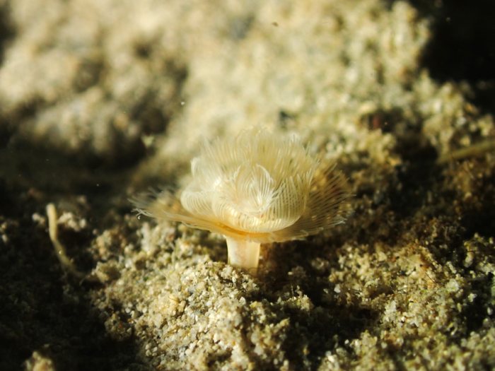 Phoronopsis sp.