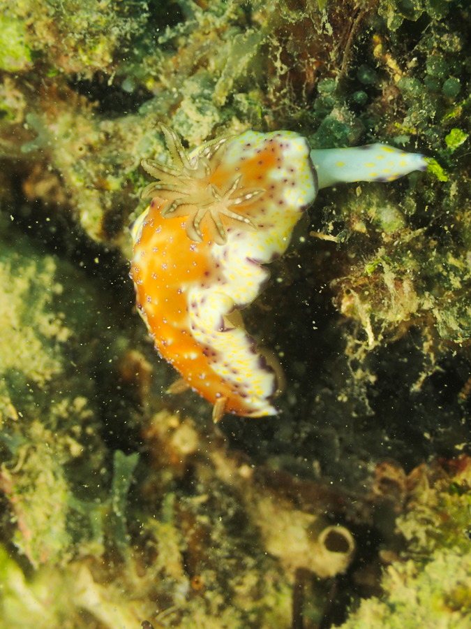 Chromodoris collingwoodi