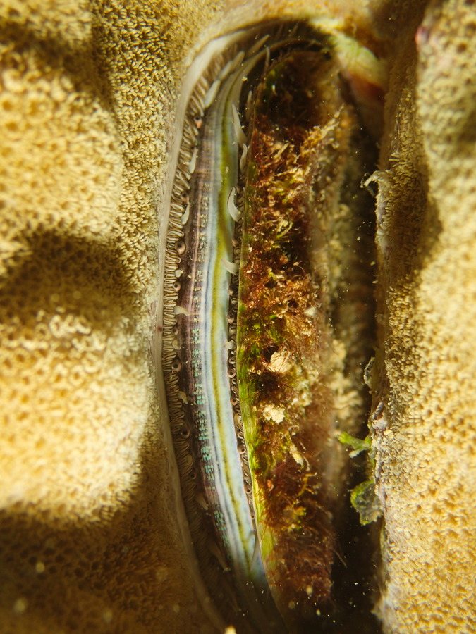 Pedum spondyloideum