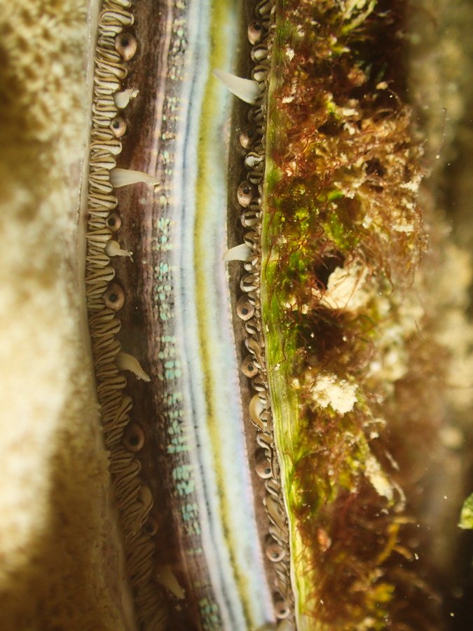Pedum spondyloideum