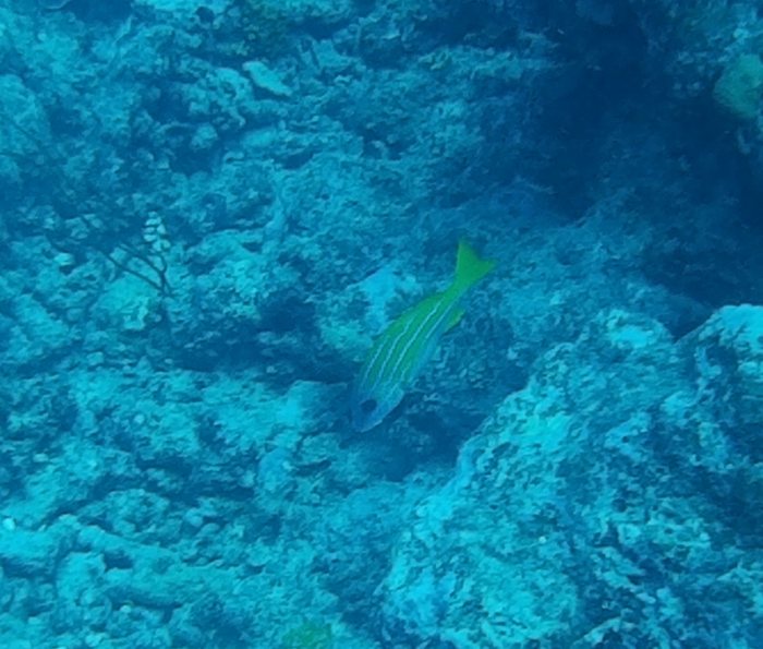 Lutjanus kasmira