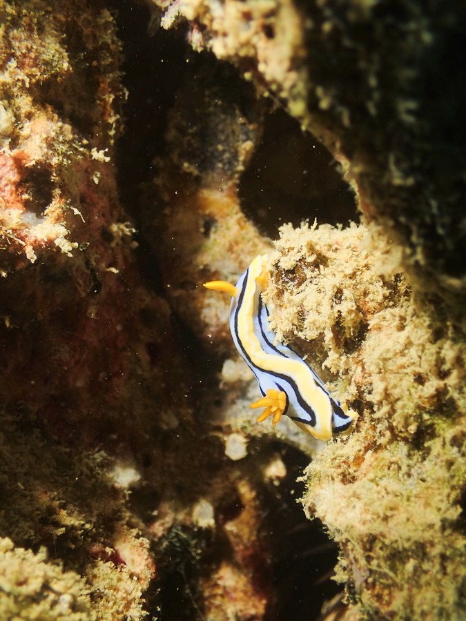 Chromodoris elisabethina