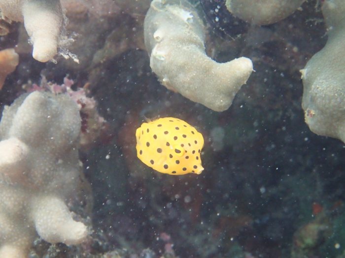 Ostracion cubicus