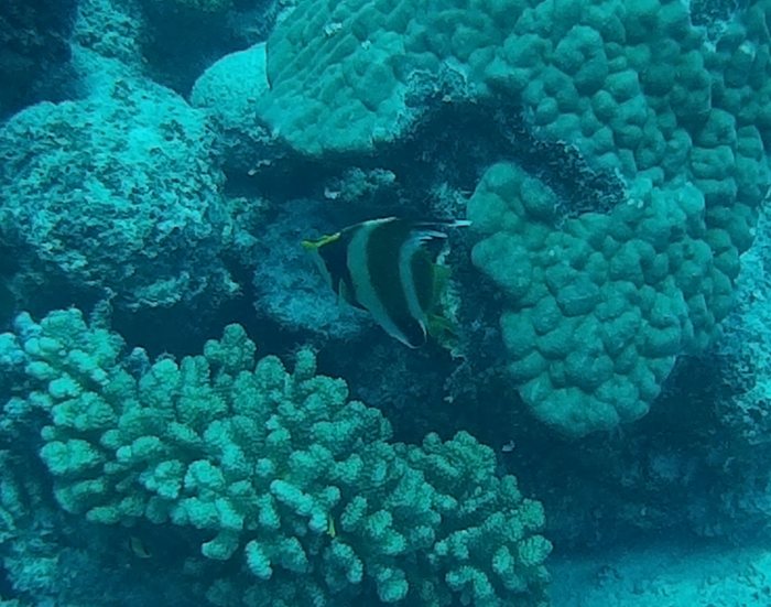 Heniochus chrysostomus